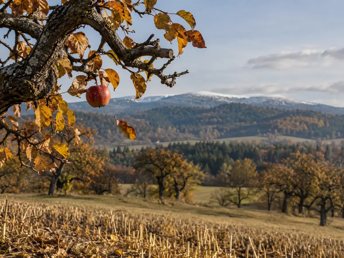 Podzimní pole v nížině a v dálce zalesněné hory s prvním sněhem na hřebenech.