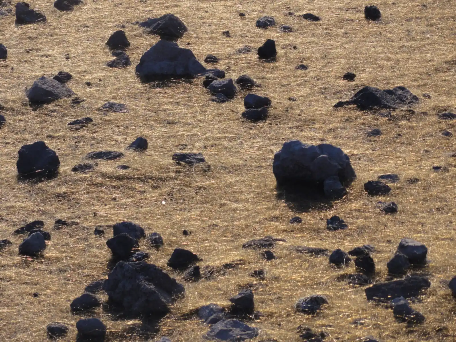 Thin golden strands of volcanic glass, known as Pele's hair, on the ground.