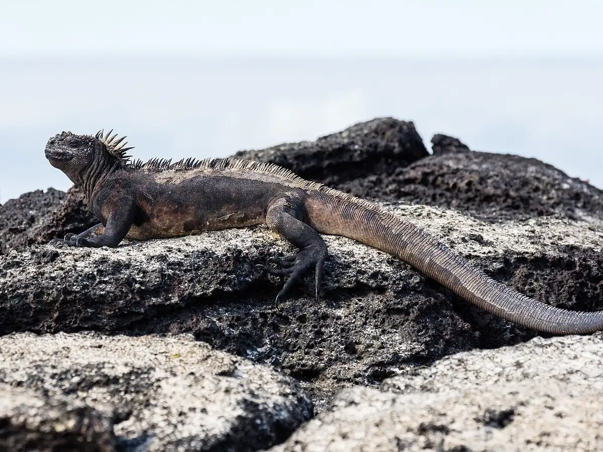 Mořský leguán na skalnatém pobřeží Galapág.